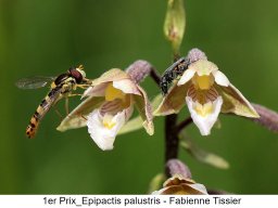 1er_Prix_Epipactis_palustris_-_Fabienne_Tissier